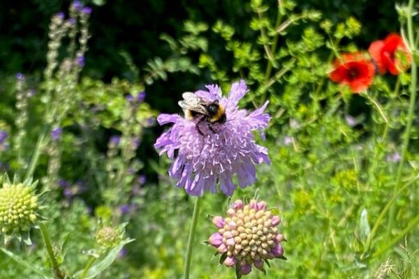 bij en bloem Hortus Alkmaar