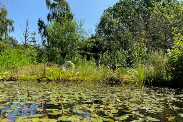 vijver en kunstwerk Hortus Alkmaar