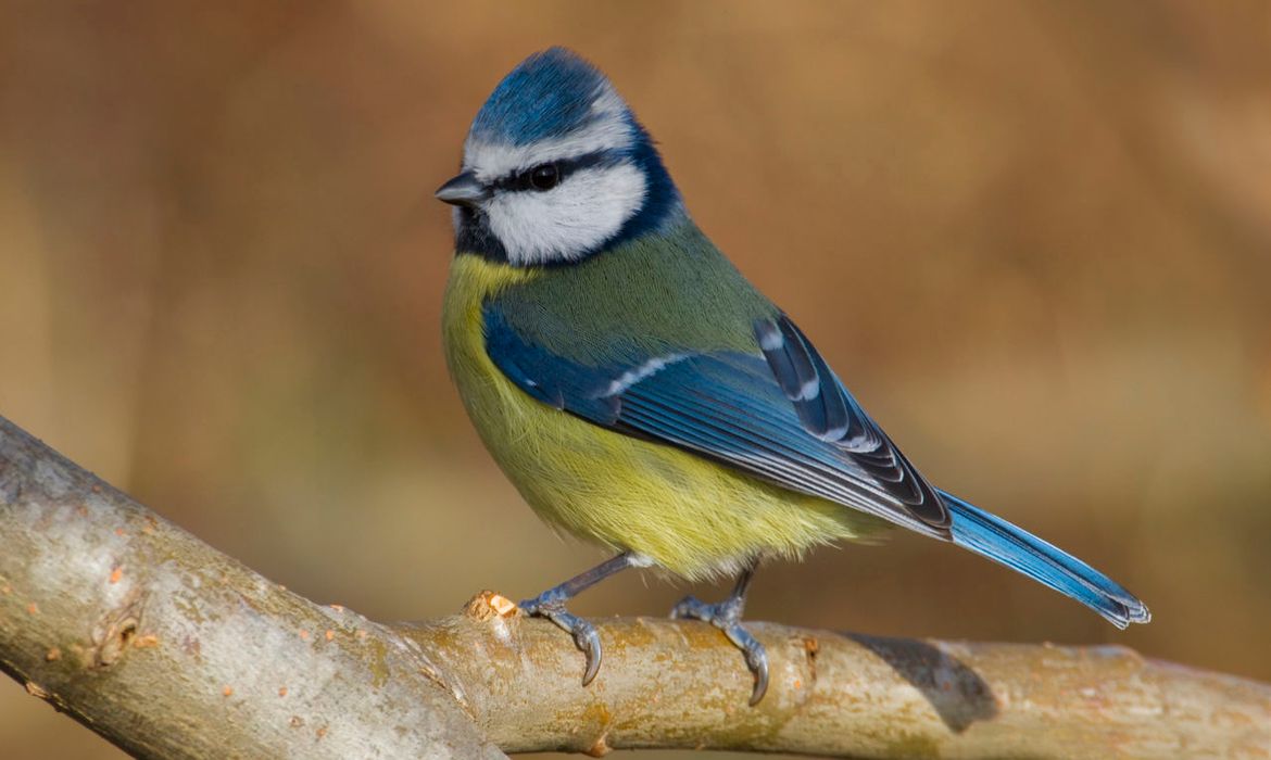 De Broedvogels van het Rembrandtkwartier